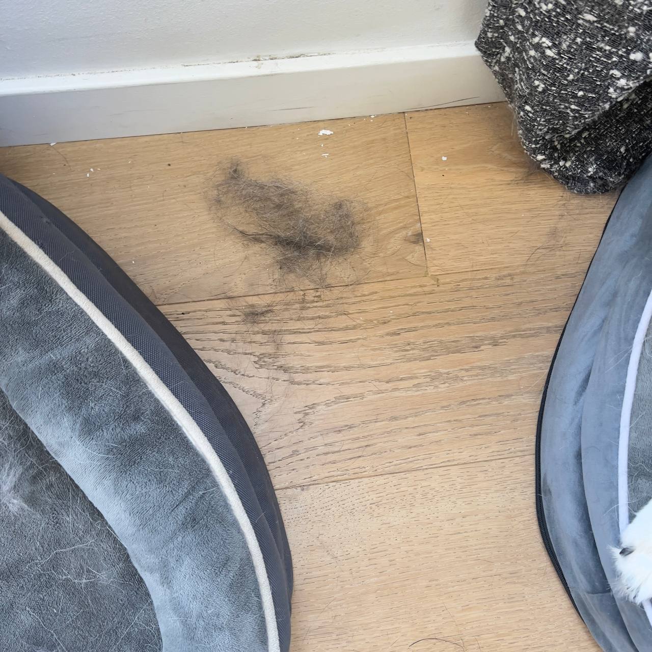 Pet hair removal from sofa upholstery and home surfaces